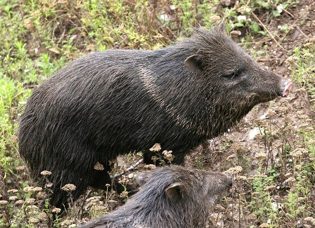 Популацията на дивата свиня е намаляла повече от два пъти за месеци