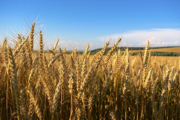 Българските фермери се ядосват, че житото поевтинява, плашат с бунтове